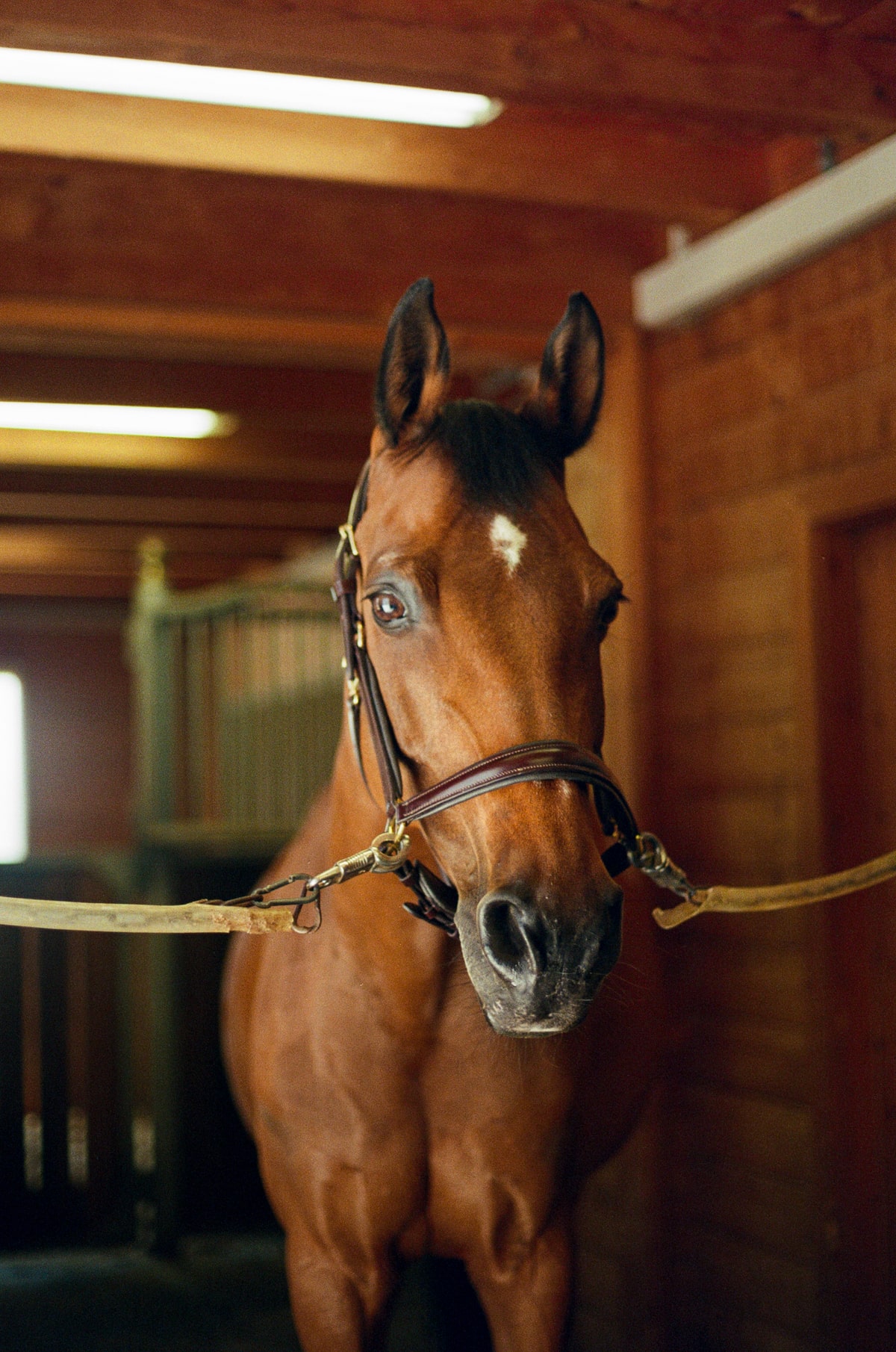 A horse photographed in profile